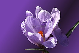 花,開花,藏紅花
