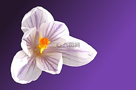 花,開花,藏紅花