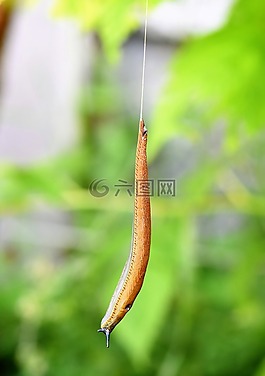 蛞蝓,蝸牛,軟體動(dòng)物