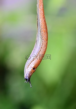 蛞蝓,蝸牛,軟體動物