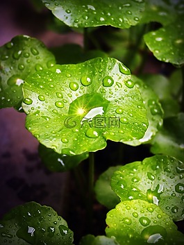 葉,水,綠色