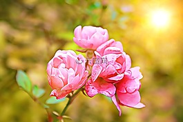 數(shù)字,繪畫,圖形