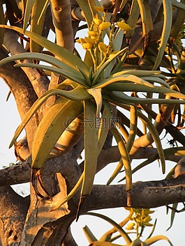 箭袋,樹,日落的時(shí)候