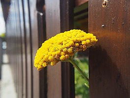 花,開(kāi)花,籬笆