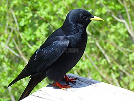寒鴉,鳥,黑色