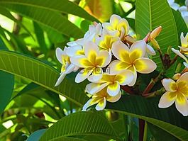 花,樹,自然