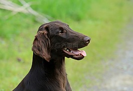 動物,狗,可愛