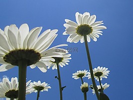 日報,鮮花,夏天