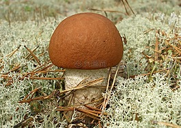 蘑菇,podosinnovik,森林