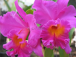 蘭花,花,粉紅色