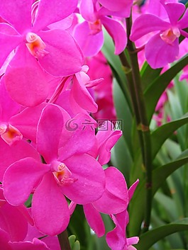 蘭花,花,粉紅色
