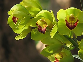 蘭花,花,綠