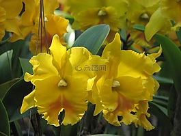 兰花,花,黄