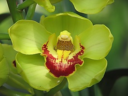 蘭花,花,綠