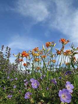 花園,鮮花,水華