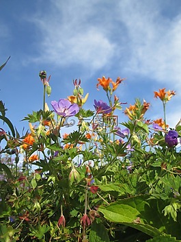 鮮花,花園,花卉園