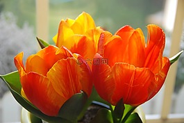 郁金香,花,性質(zhì)