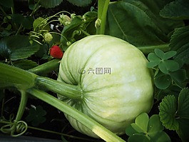 南瓜,草莓,紅色