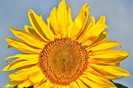 太陽花,蜜蜂,廠