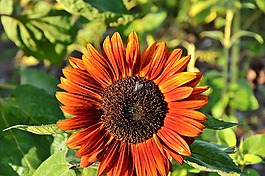 太陽花,飛,廠