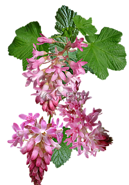 花栗,粉紅色,花園