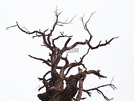樹,死亡,枝杈