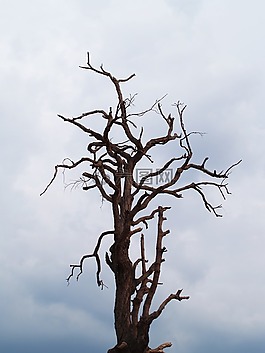 樹,死亡,枝杈