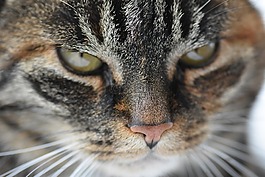 貓,動物,貓臉