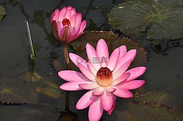 蓮花,鮮花,水生