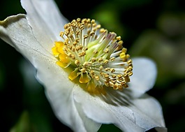 研究,白,蓮花雞肝散