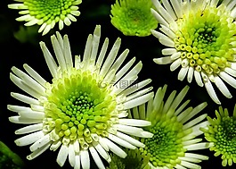菊花,花,白