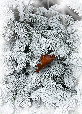 杉木,雪,葉子