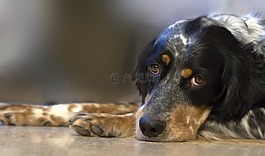 狗,寵物,動物