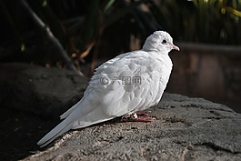 鳥,鴿子,羽毛