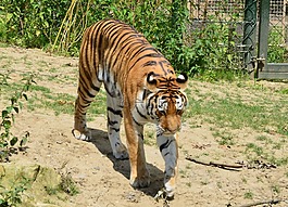 虎,動(dòng)物園,荒野