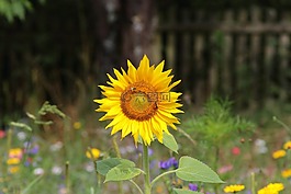 太陽花,開花,景觀