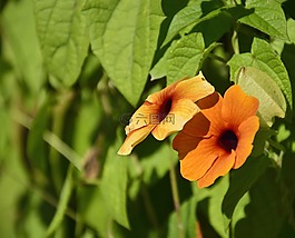 thunbergie,花,开花