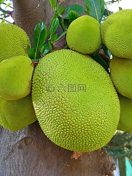 杰克 jackfrucht,绿色,大