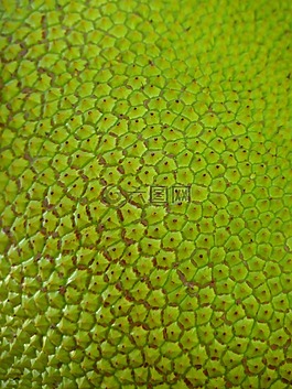 杰克 jackfrucht,绿色,大