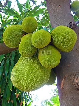 杰克 jackfrucht,绿色,大