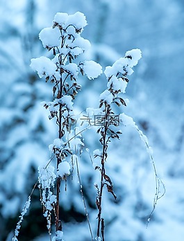 冬季,雪,雪帽