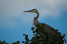 鷺,鳥,鳥嘴