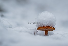 雪,雪帽,蘑菇