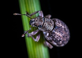 甲蟲,昆蟲,bespozvonochnoe