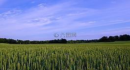 瑞典,夏天,景观