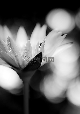 睡蓮,特寫,花