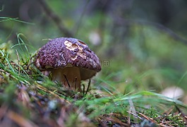 蘑菇,白蘑菇,krupnyj 计划