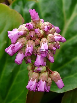 白菜,bergenia,十