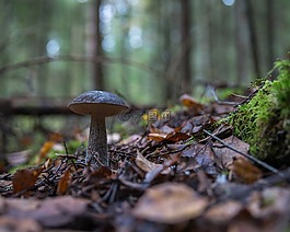 podberjozovik,森林,蘑菇