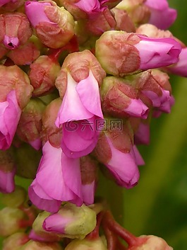 白菜,bergenia,十